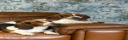 Basset Hound dogs for sale: 🐾 Mini Bassetts🐾 - Advert 1