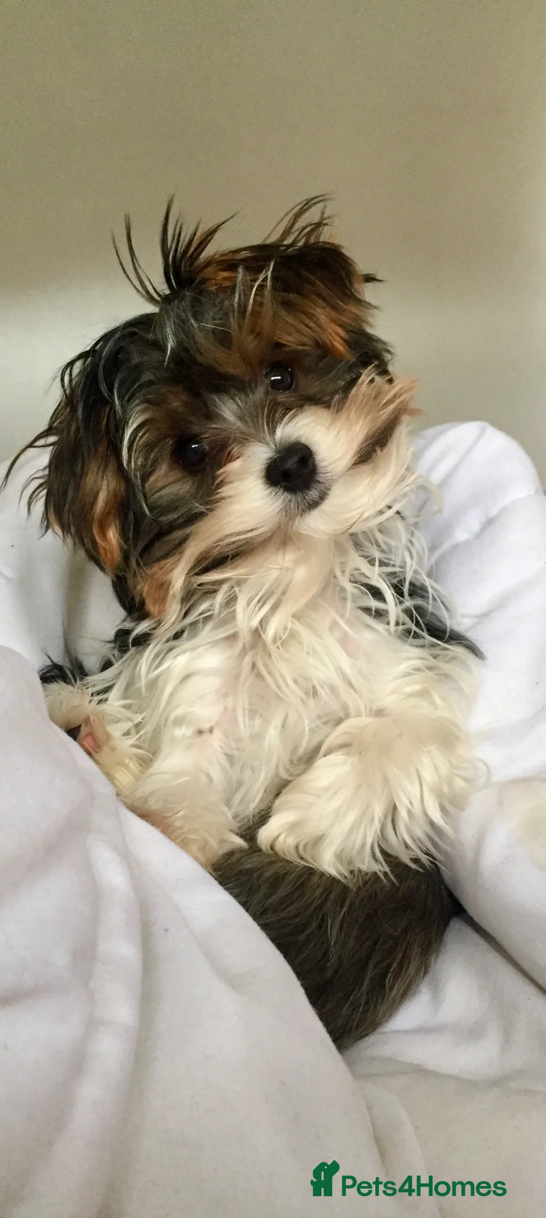 Biewer Terrier dogs for sale: Beautiful Biewer Terrier Boy  - Advert 2