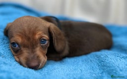 Dachshund dogs for sale: Mini Long-hair dachshund  - Image 9