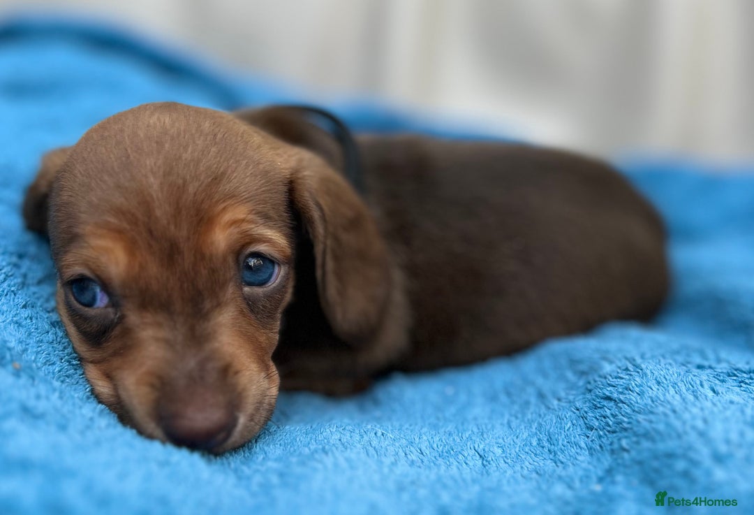 Dachshund dogs for sale: Mini Long-hair dachshund  - Image 9