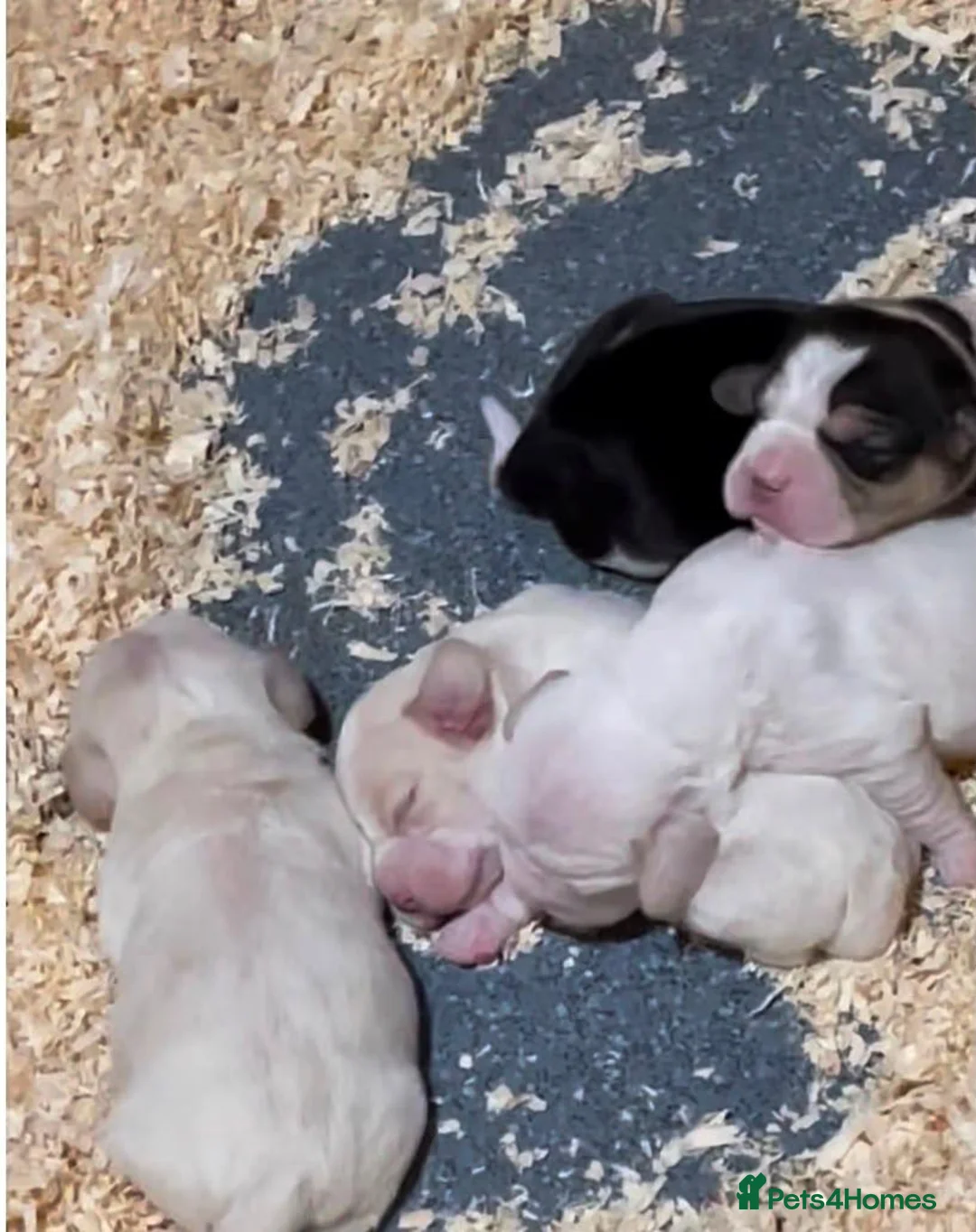 Beagle dogs for sale: KC REGISTERED  - Advert 8