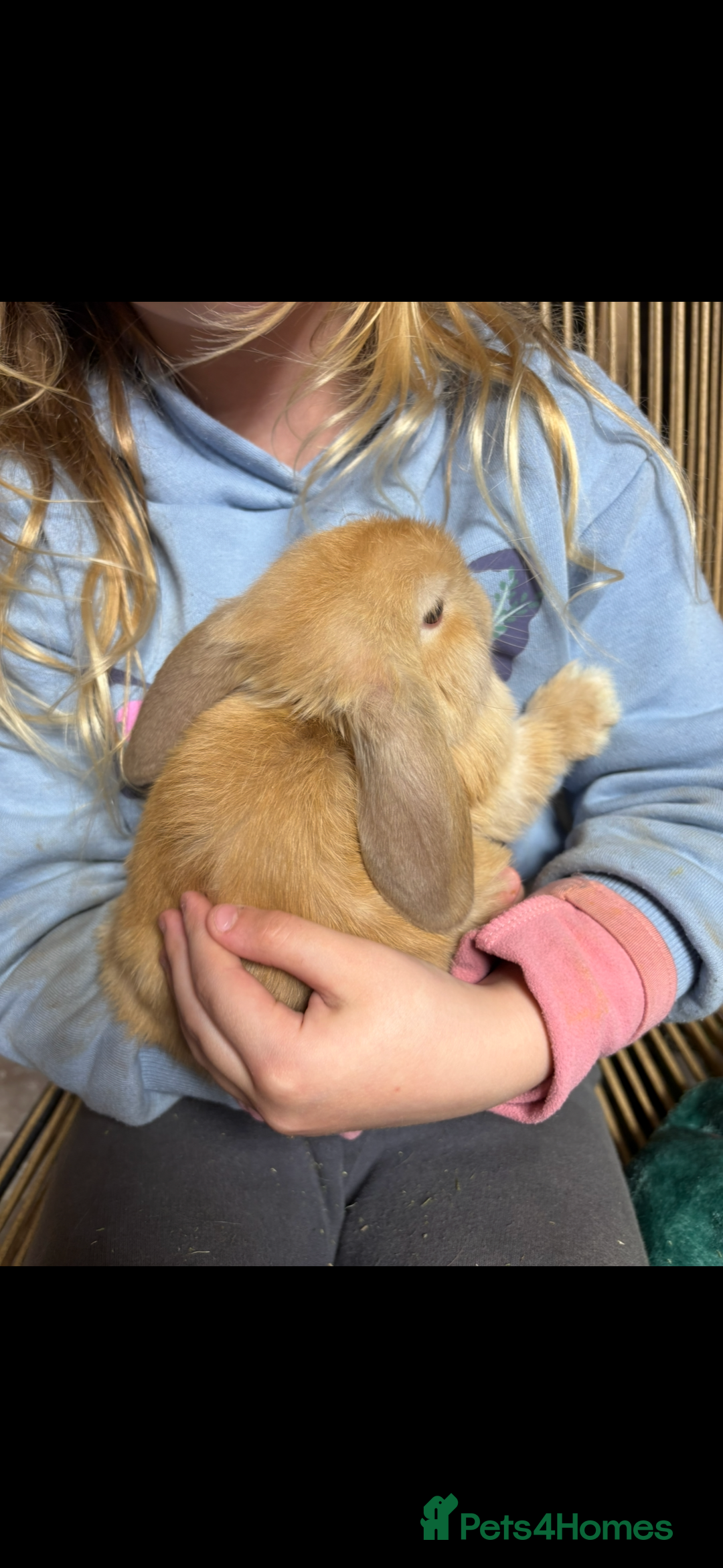 Mini Lop rabbits for sale: Beautiful Pure Bred Mini Lop Babies Available - Image 7