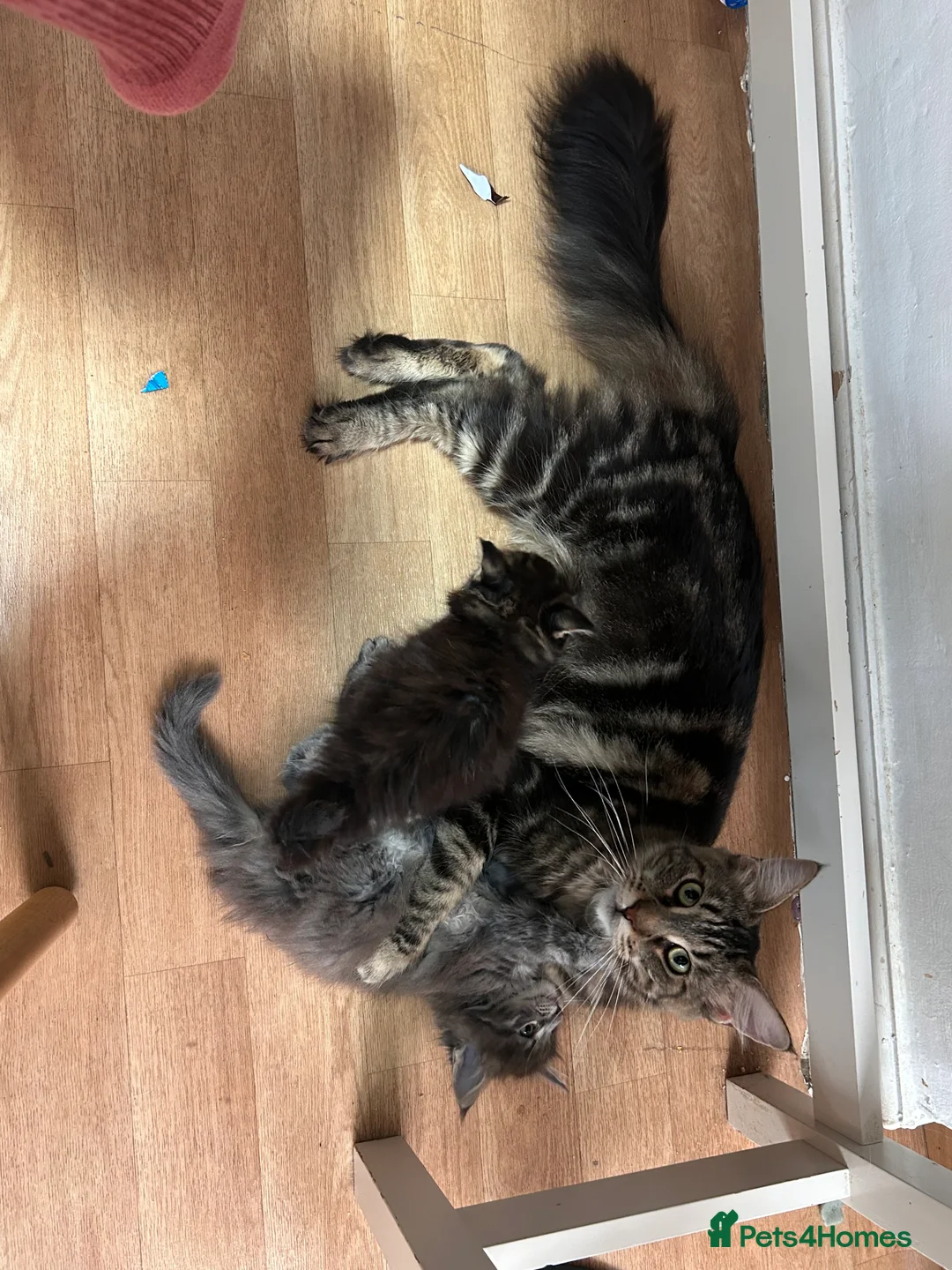 Maine Coon cats for sale: Maine coon boys - Advert 15
