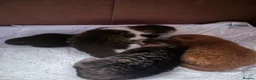 British Shorthair cats for sale: loved and happy kittens for sale - Advert 14