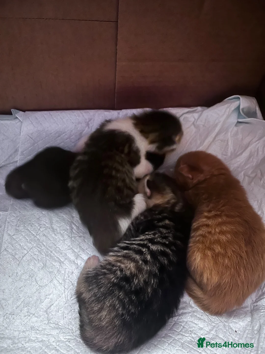 British Shorthair cats for sale: loved and happy kittens for sale - Advert 14