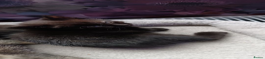 British Shorthair Kitten 7