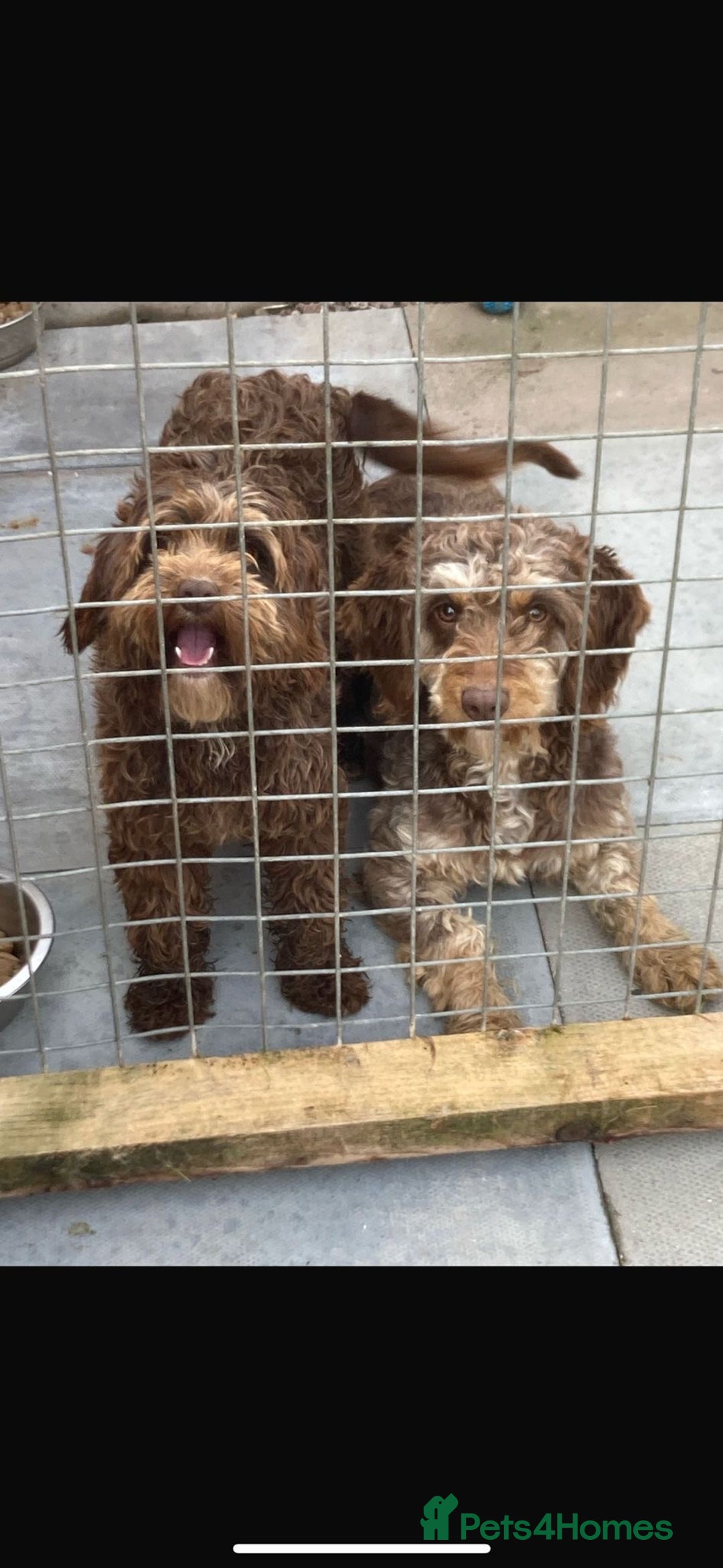Cockapoo dogs for sale: 2 male cockapoo puppies  - Image 4