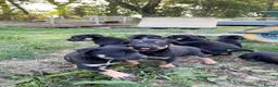 Australian Kelpie dogs for sale: Kelpie cross Collies in Launceston - Advert 10
