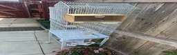 Lovebirds birds for sale: Budgies in Northampton - Advert 3