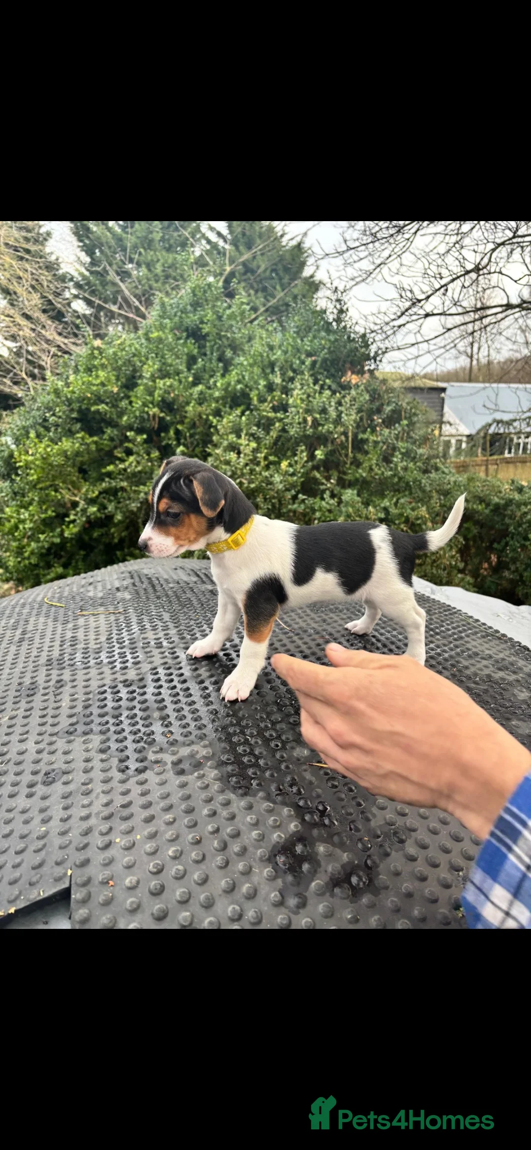 Jack Russell dogs for sale: Beautiful tricoloured jack Russell pups for sale - Advert 16