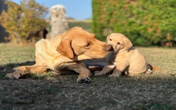 Labrador Retriever dogs for sale: Labrador puppies in Shaftesbury - Image 23