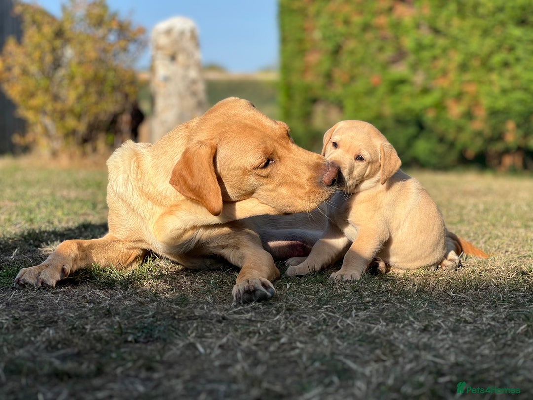 Labrador Retriever dogs for sale: Labrador puppies in Shaftesbury - Image 23