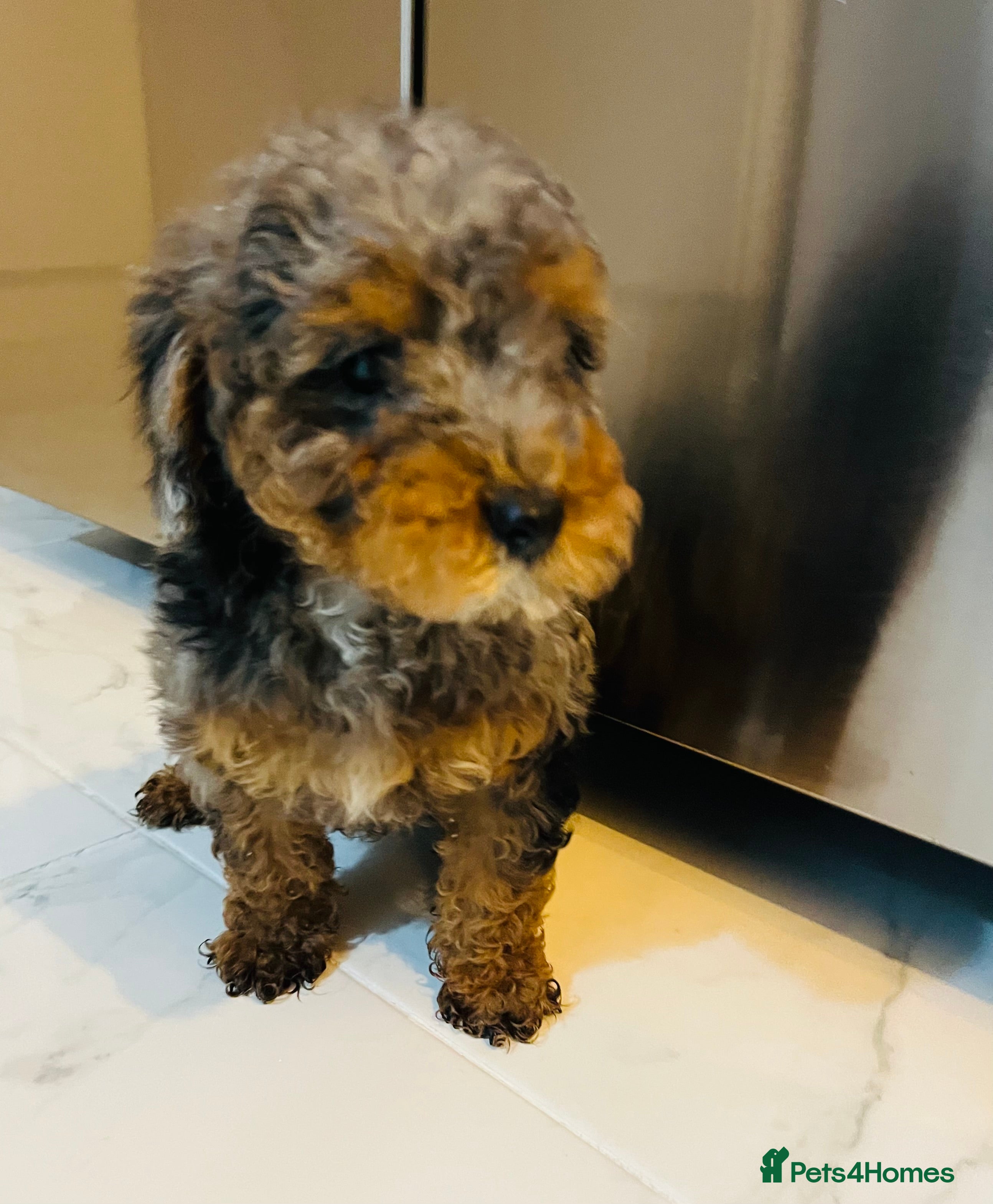 Miniature Poodle dogs 3 Miniture poodles boys  - Advert 3