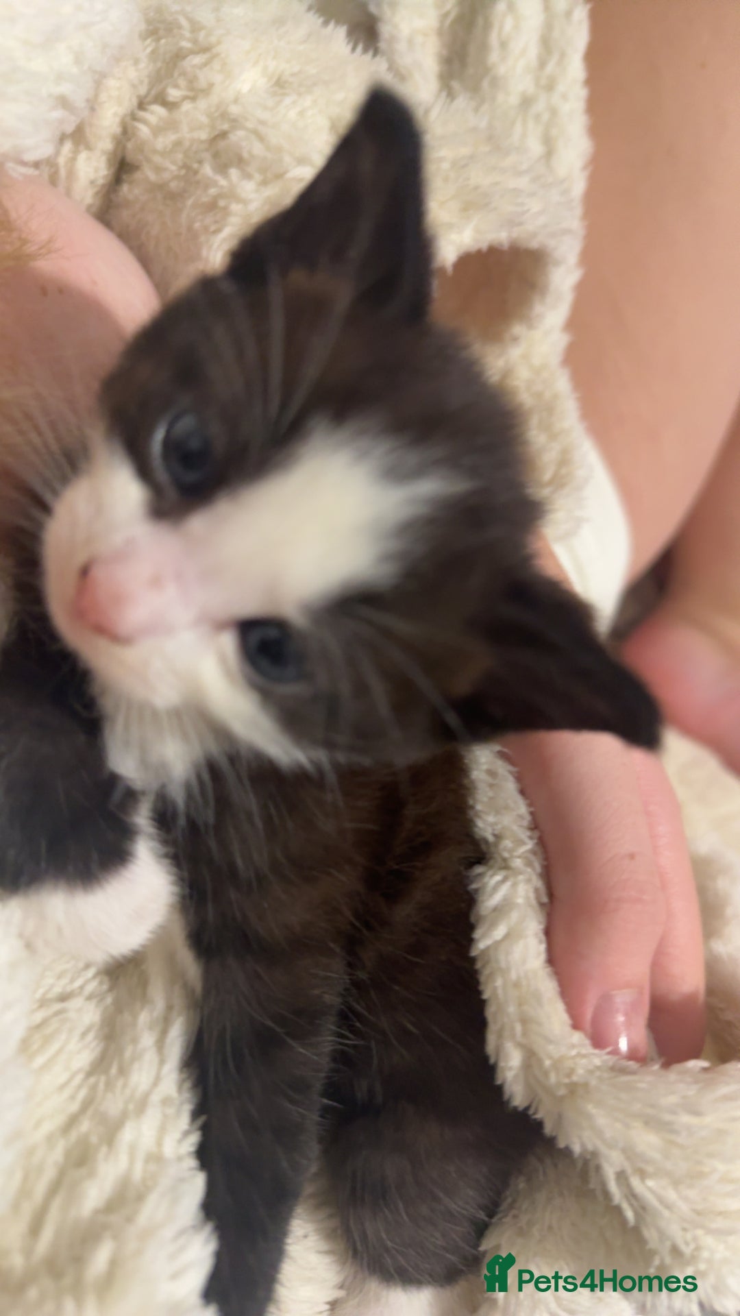 Khao Manee cats for sale: cute white and black kittens and one bengal cat - Image 4