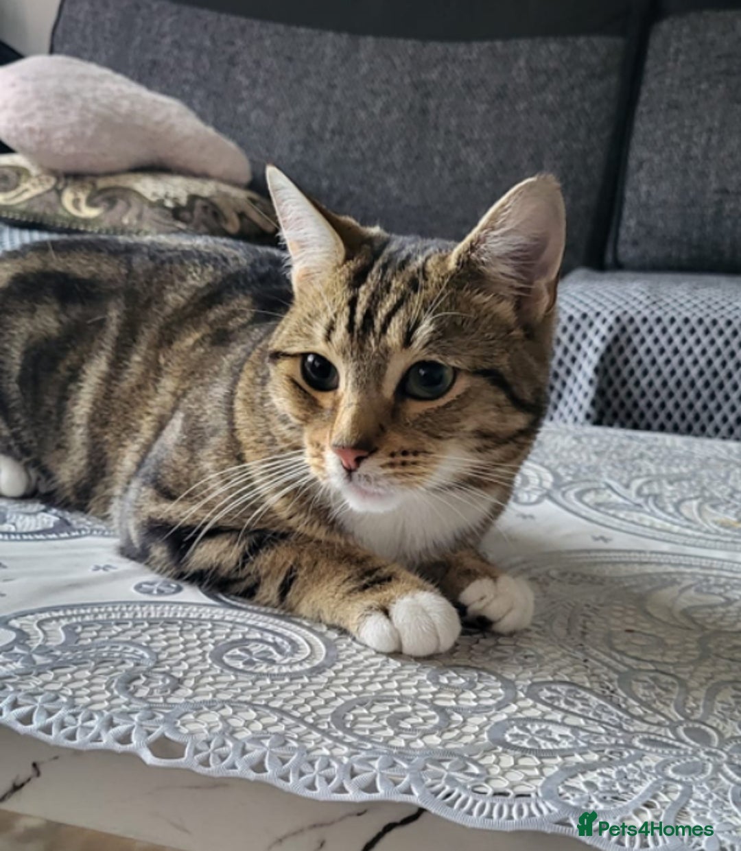 Domestic Shorthair cats for sale: 2 cats (nearly 1 year old)  - Image 2