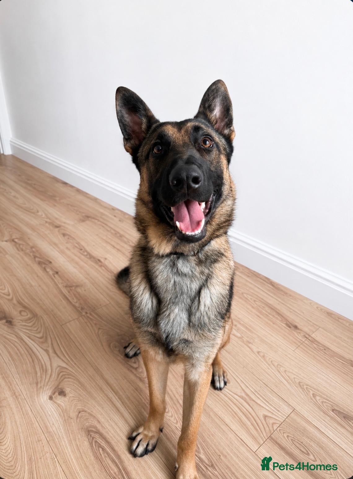 Mixed Breed dogs Belgian x German Shepherd – Loving & Energetic - Advert 1