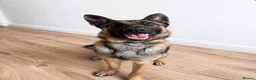 Mixed Breed dogs for sale: Belgian x German Shepherd – Loving & Energetic - Advert 1