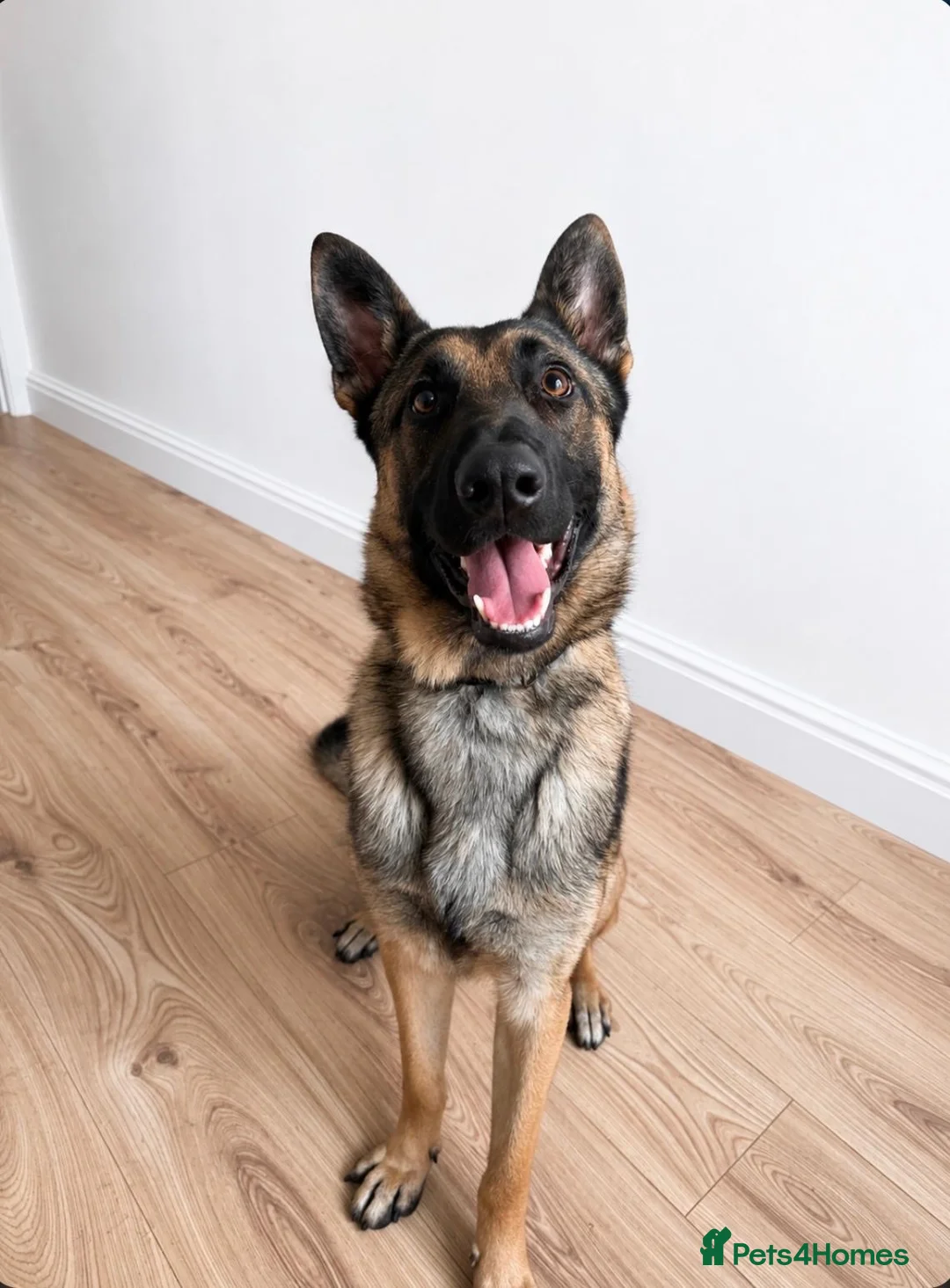 Mixed Breed dogs for sale: Belgian x German Shepherd – Loving & Energetic - Advert 1