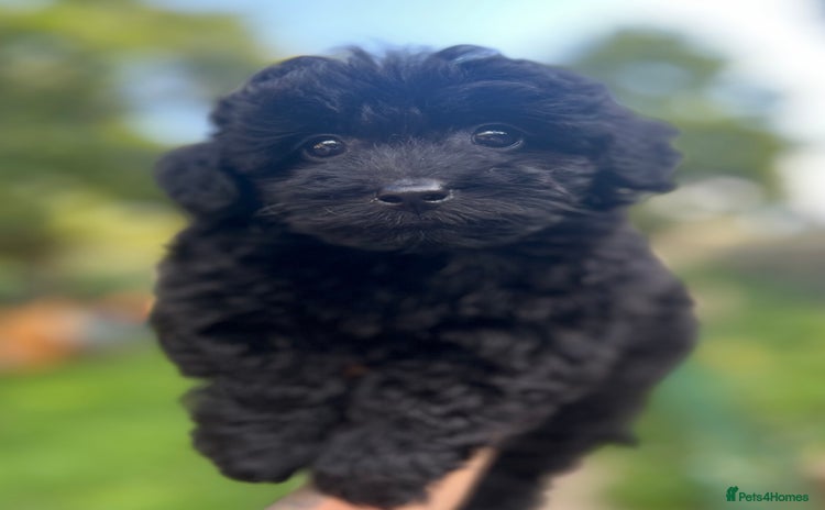 Yorkiepoo dogs - Advert 12