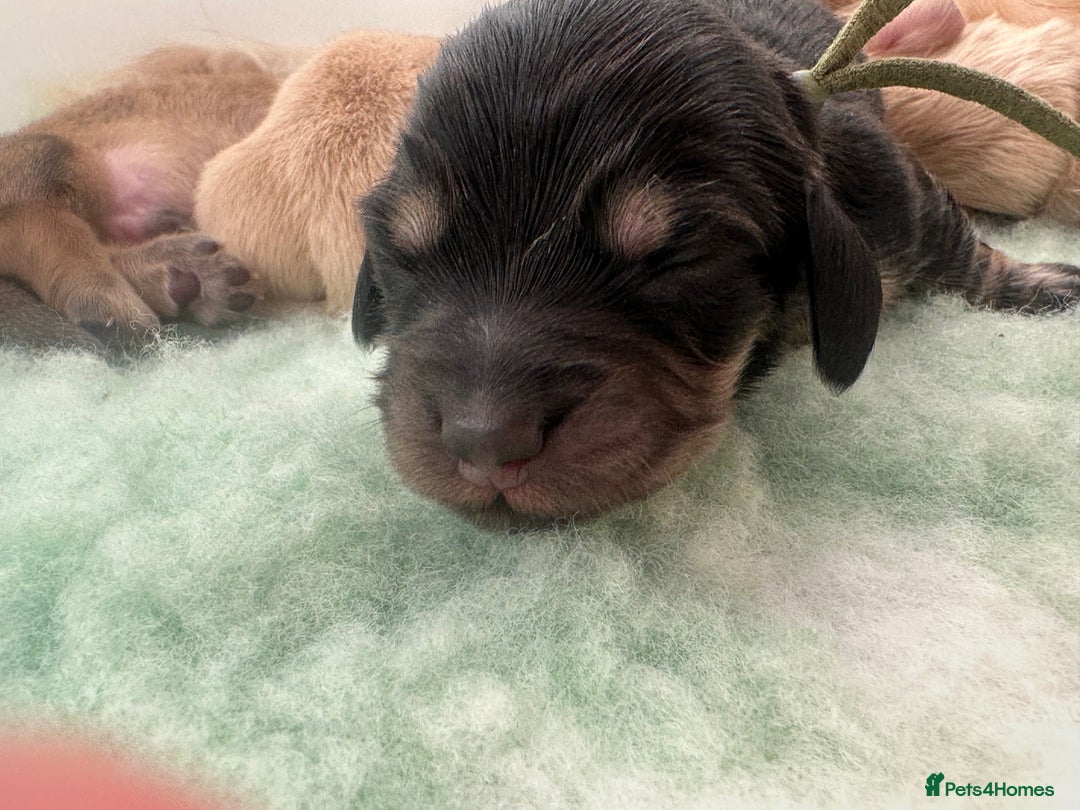 Miniature Dachshund dogs for sale: Black and Cream mini long haired dachshund boy - Advert 9