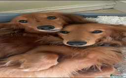 Dachshund dogs for stud: Gorgeous Boy Available as a Stud Dog - Image 3