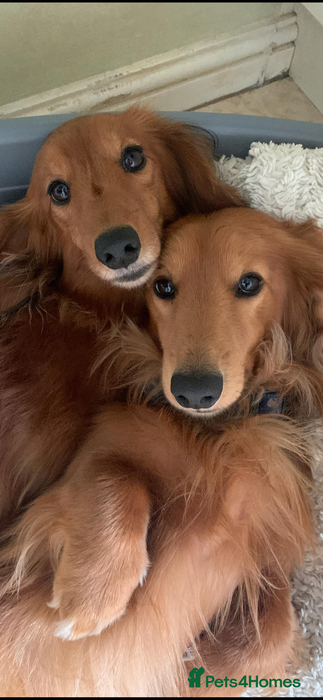 Dachshund dogs for stud: Gorgeous Boy Available as a Stud Dog - Image 3