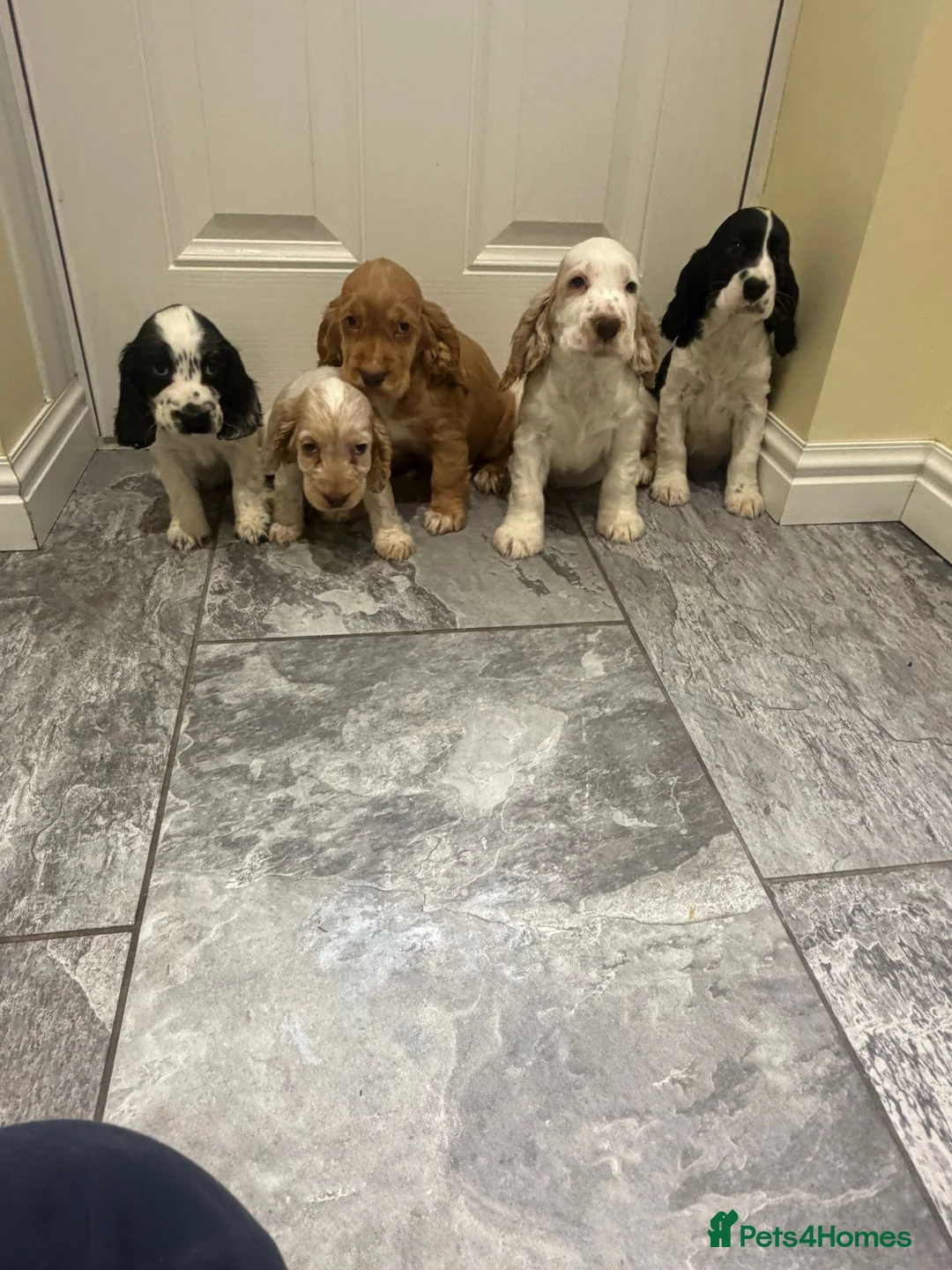 Cocker Spaniel dogs for sale: OUTSTANDING ADORABLE SHOW TYPE COCKER SPANIEL  - Advert 1