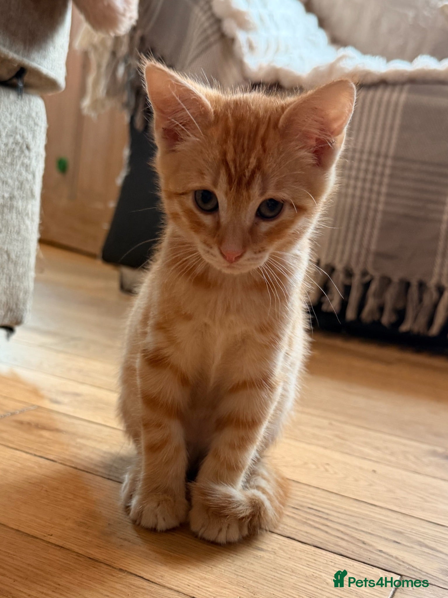 Savannah cats Ginger x f5 Savannah kittens 🔥 - Advert 2