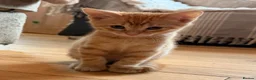 Savannah cats for sale: Ginger x f5 Savannah kittens 🔥 - Advert 2
