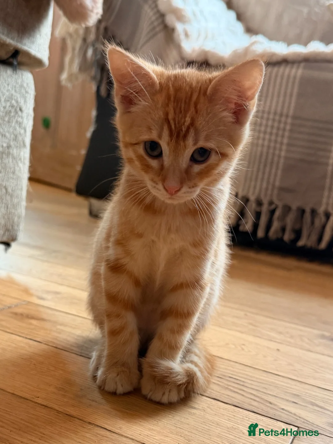 Savannah cats for sale: Ginger x f5 Savannah kittens 🔥 - Advert 2