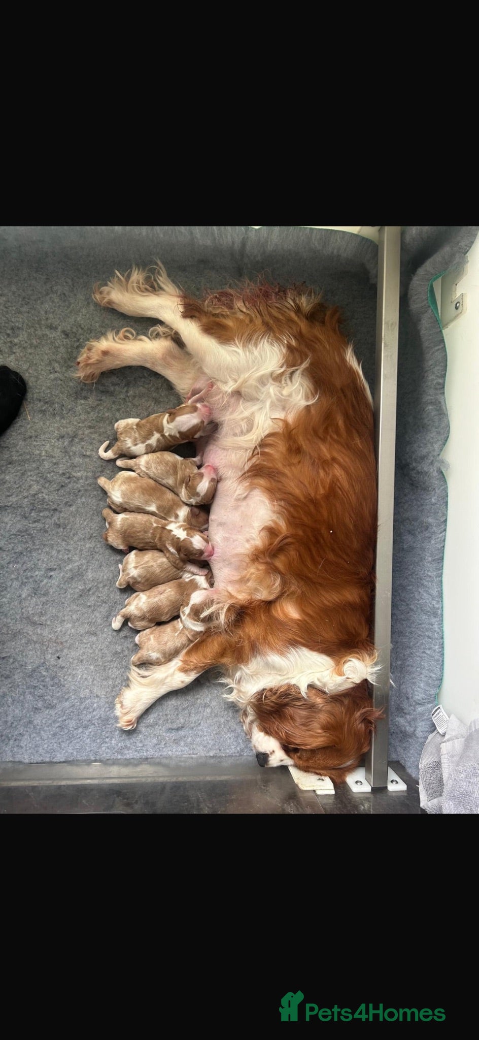 Cavalier King Charles Spaniel dogs Extensively health tested cavalier puppies  - Advert 2