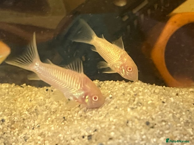 Corys fish - Advert 5