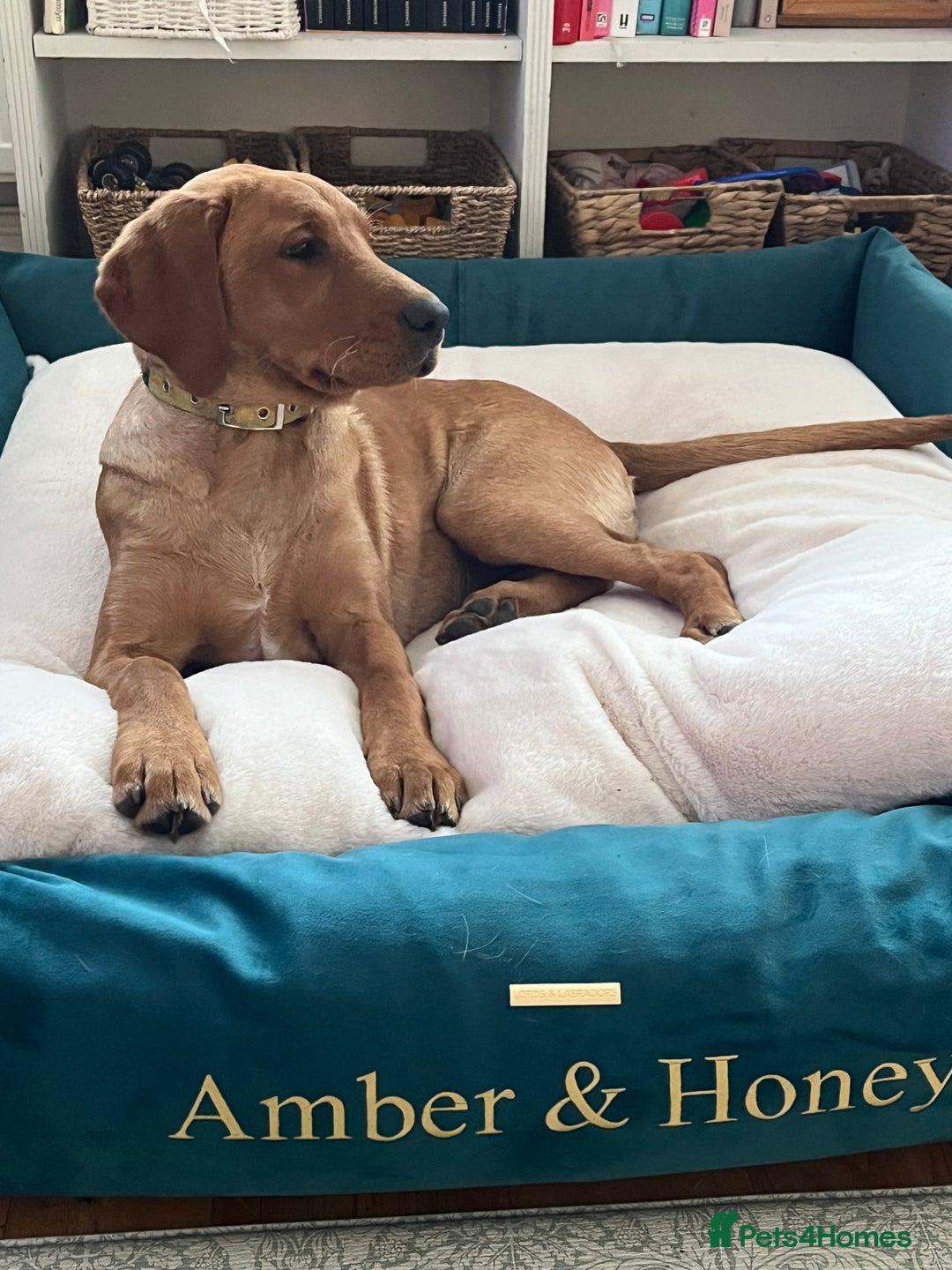 Gallery Image {{count}}