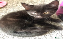 British Shorthair cats for sale: 🐾 A Rare Band of Ghost Tabby Kittens 🐾 - Image 29