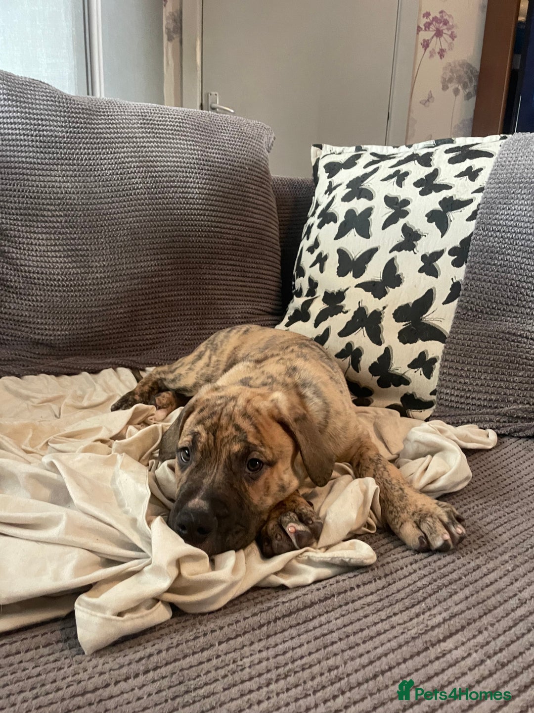 Mixed Breed dogs for sale: Last 3 READY TO LEAVE! Presa X Doberman - Advert 15