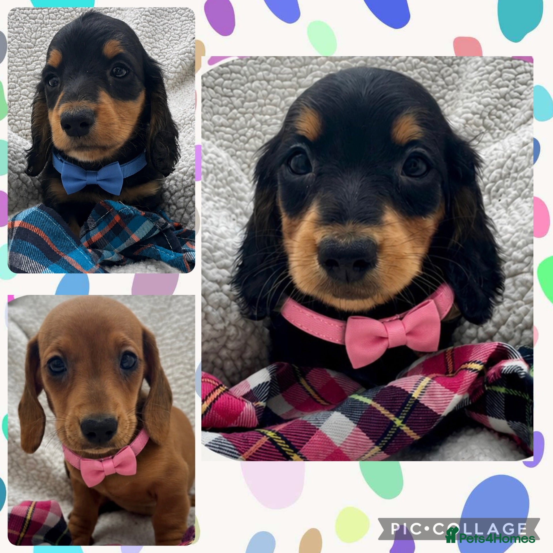 Miniature Dachshund dogs BEAUTIFUL PRA CLEAR & KC REG MINI DACHSHUNDS - Advert 1