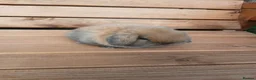 Mini Lop rabbits for sale: (ON HOLD) Stunning purebred mini lop baby buck - Advert 3