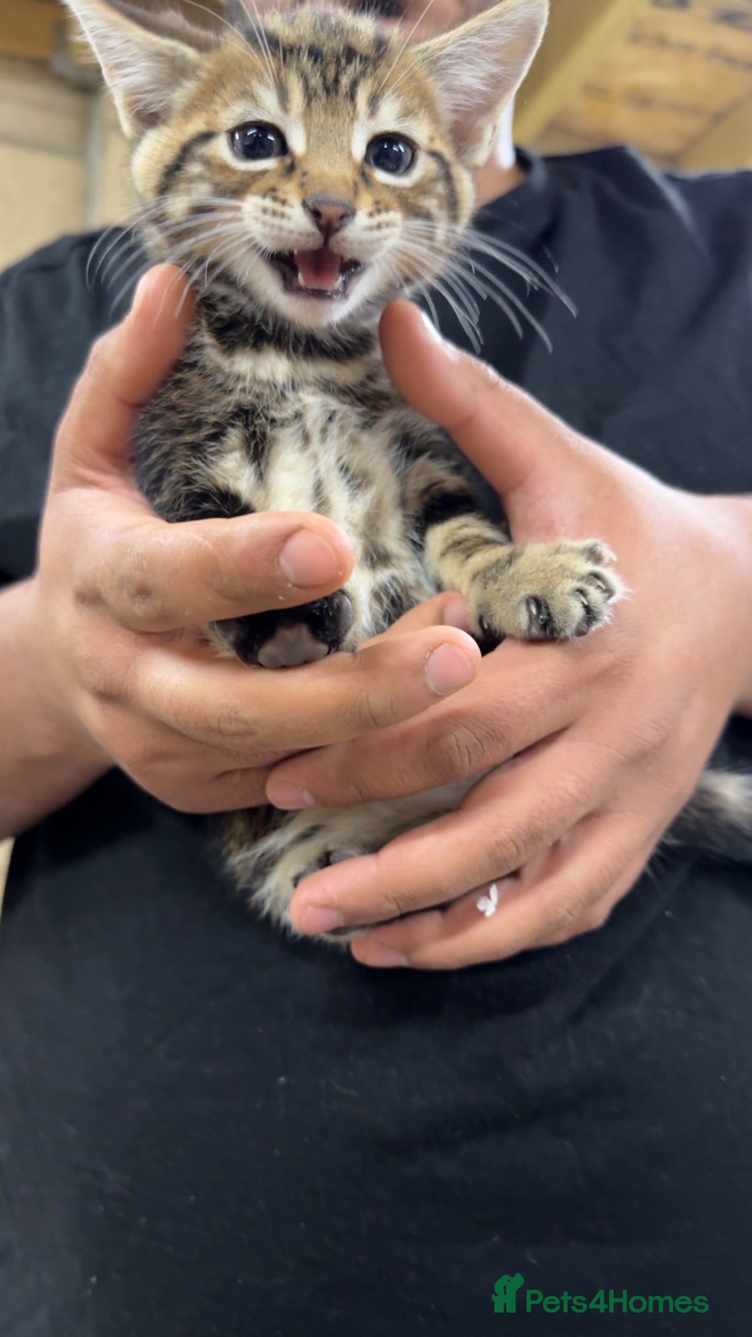 Domestic Shorthair cats for sale: Domestic short hair kittens  - Image 5