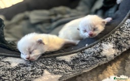 Ragdoll cats for sale: Ragdoll kitten  - Image 1
