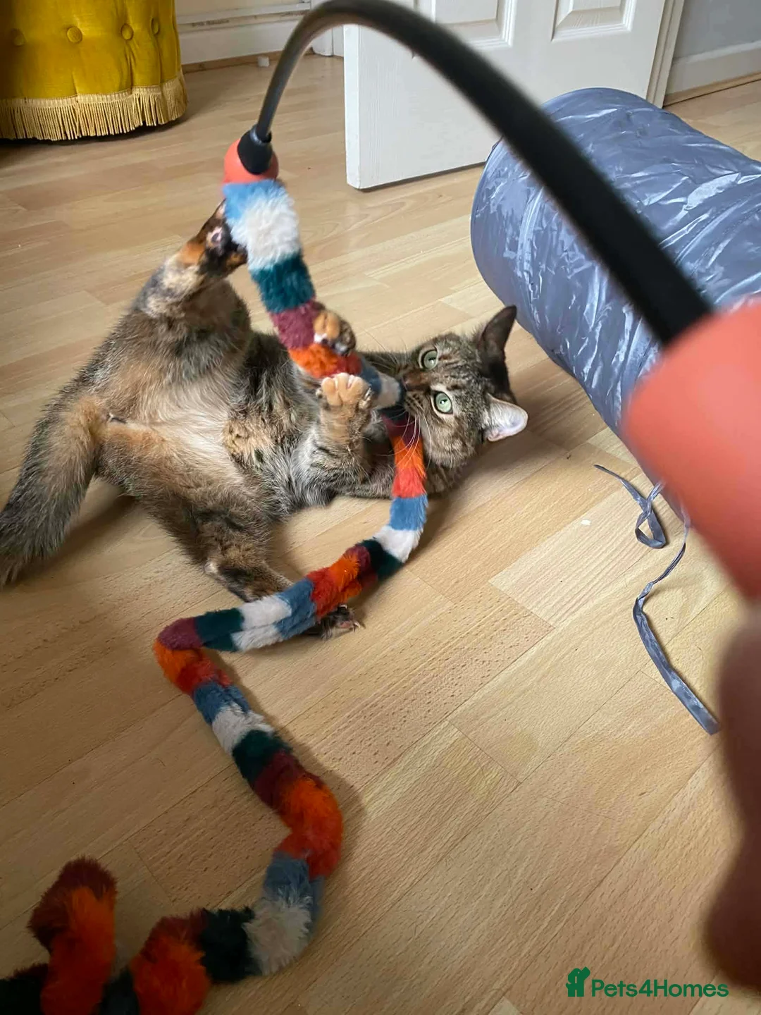 Mixed Breed cats for adoption: Beatrice Guildford Surrey  - Advert 5