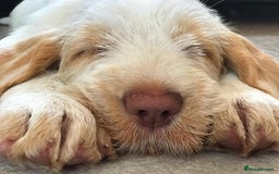 Italian Spinone dogs for sale: ITALIAN SPINONE WAITING LIST OPEN -DUE OCT - Image 2