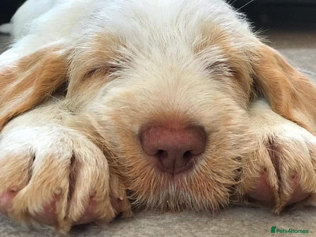 Italian Spinone dogs for sale: ITALIAN SPINONE WAITING LIST OPEN -DUE OCT - Image 2