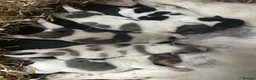 Jack Russell dogs for stud: Proven Jack Russell Stud - Advert 7