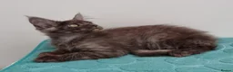 Maine Coon cats for sale: GCCF registered Pedigree Maine Coon Kittens - Advert 16