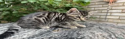 Bengal cats for sale: Bengal x Maine Coon Cross Kittens  - Advert 2
