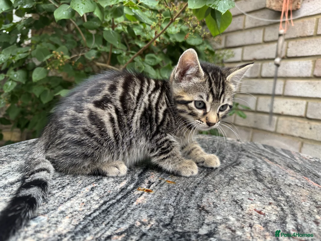 Bengal cats for sale: Bengal x Maine Coon Cross Kittens  - Advert 2