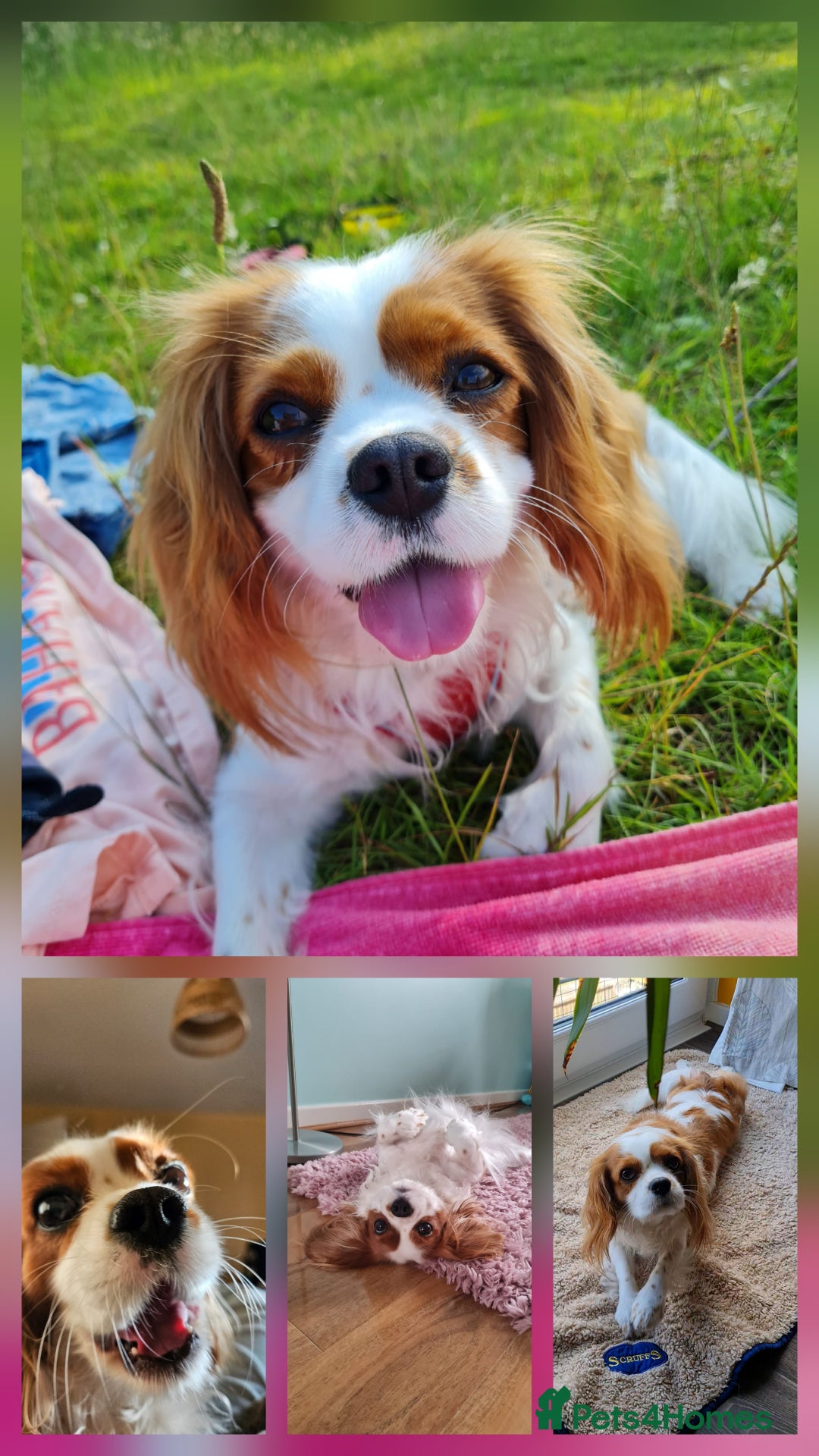 Cavalier King Charles Spaniel dogs for sale: Cavalier King Charles Spaniel 3 x puppies - Advert 1