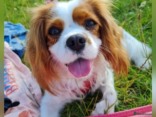 Cavalier King Charles Spaniel dogs Cavalier King Charles Spaniel 3 x puppies - Advert 1