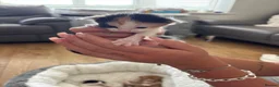 Mixed Breed cats for sale: Beautiful mixed kittens x5  in Derby - Advert 5