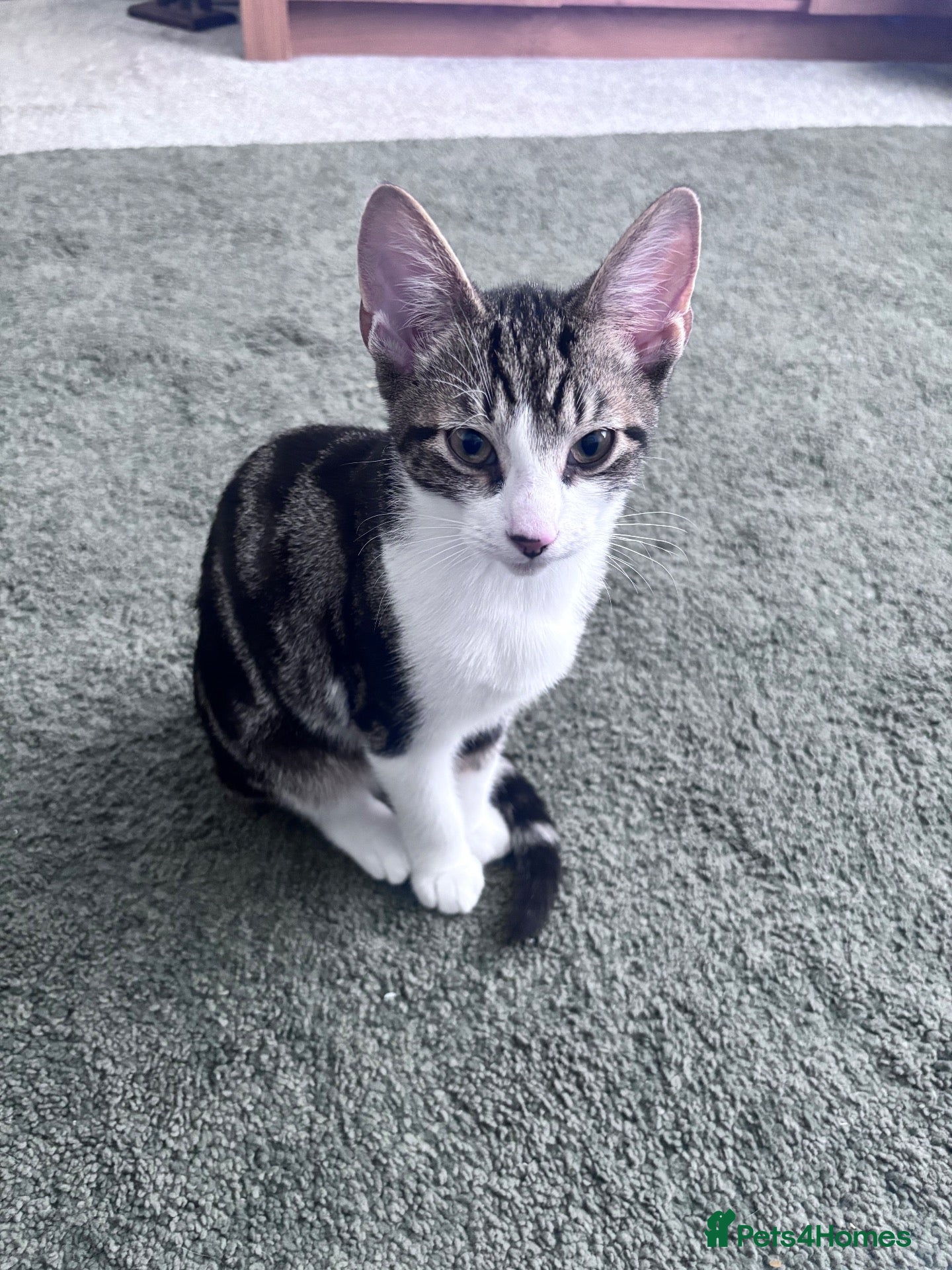 British Shorthair cats Beautiful boy - Advert 1